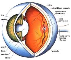 vitreo-retinal